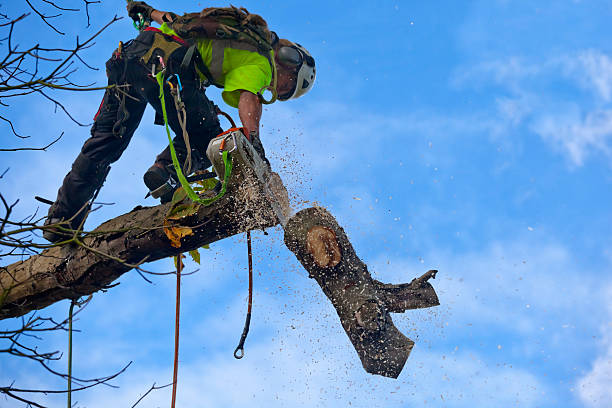 Best Seasonal Cleanup (Spring/Fall)  in Howey In The Hills, FL